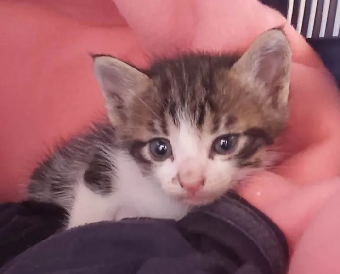 Gato ra a SRD-ViraLata idade Abaixo de 2 meses nome BISNAGUINHA