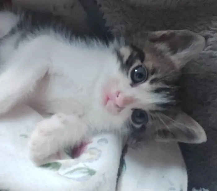 Gato ra a SRD-ViraLata idade Abaixo de 2 meses nome BISNAGUINHA