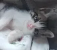 BISNAGUINHA
