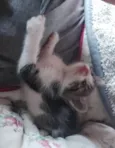 BISNAGUINHA