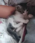 BISNAGUINHA
