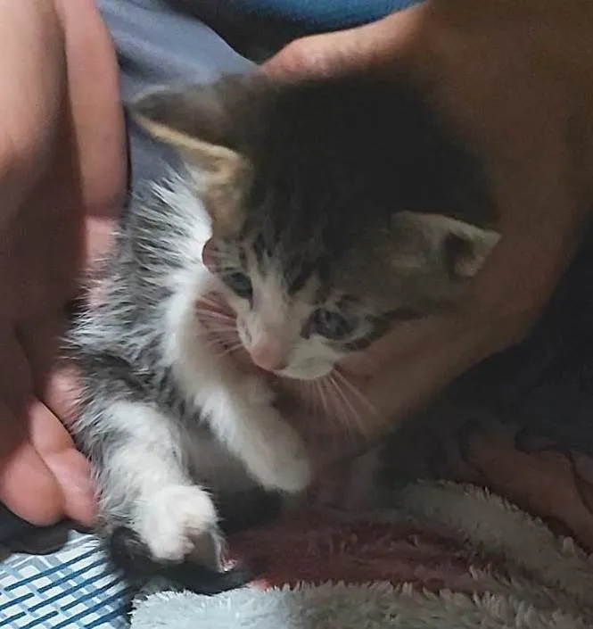 Gato ra a SRD-ViraLata idade Abaixo de 2 meses nome BISNAGUINHA