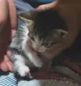 BISNAGUINHA