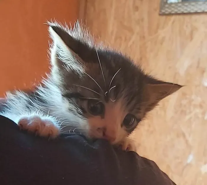 Gato ra a SRD-ViraLata idade Abaixo de 2 meses nome BISNAGUINHA