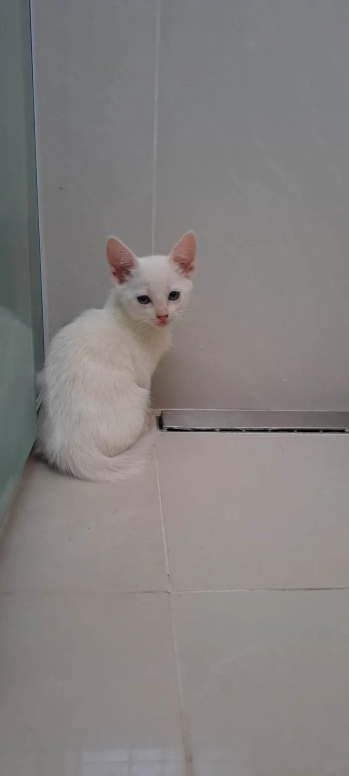 Gato raça SRD-ViraLata idade Abaixo de 2 meses nome Zaio