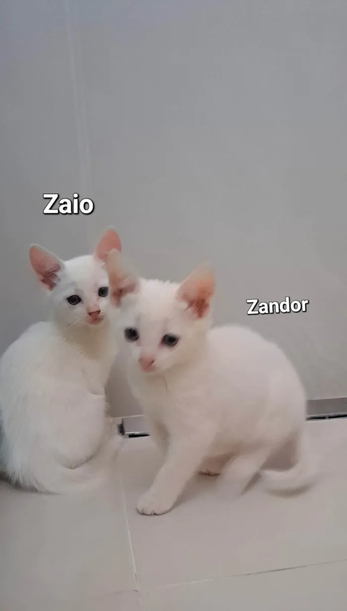 Gato raça SRD-ViraLata idade Abaixo de 2 meses nome Zaio