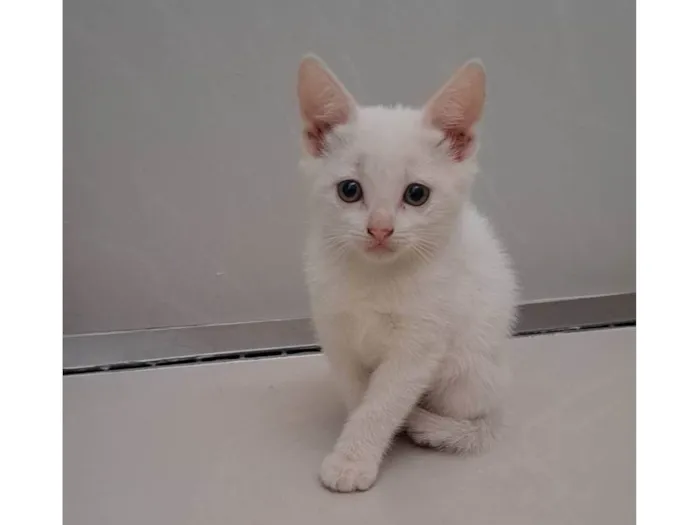 Gato raça SRD-ViraLata idade Abaixo de 2 meses nome Zaio