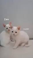 Zandor