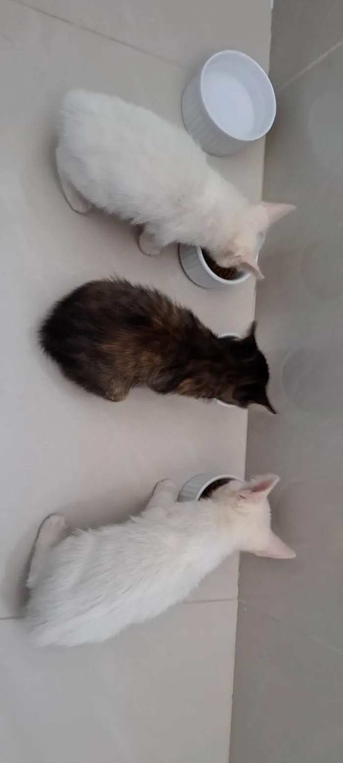 Gato raça SRD-ViraLata idade Abaixo de 2 meses nome Zara