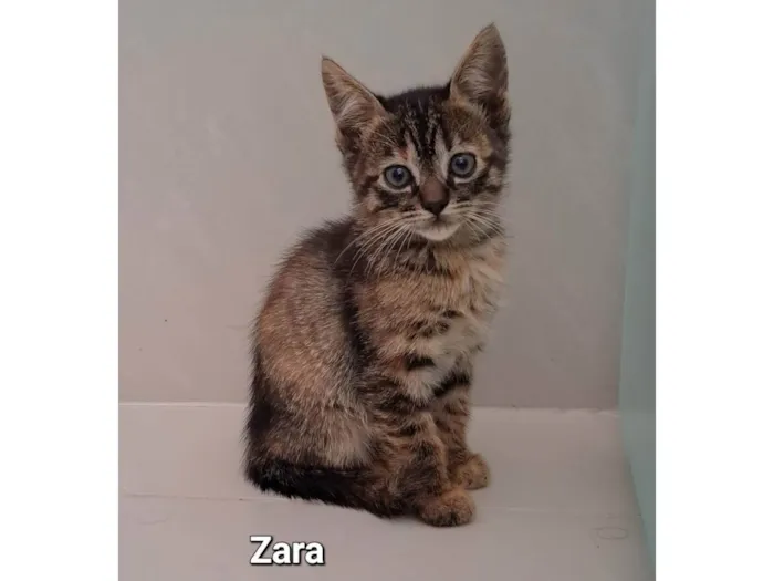 Gato raça SRD-ViraLata idade Abaixo de 2 meses nome Zara
