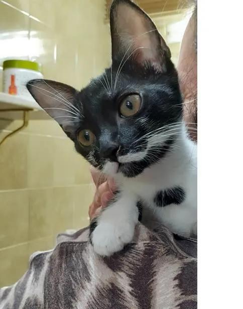Gato raça SRD-ViraLata idade 2 a 6 meses nome Alice