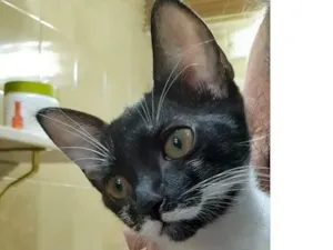 Gato raça SRD-ViraLata idade 2 a 6 meses nome Alice