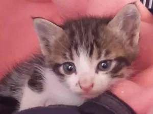 Gato raça SRD-ViraLata idade Abaixo de 2 meses nome BISNAGUINHA