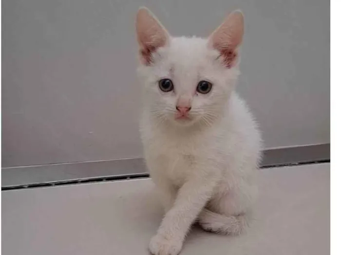 Gato raça SRD-ViraLata idade Abaixo de 2 meses nome Zaio