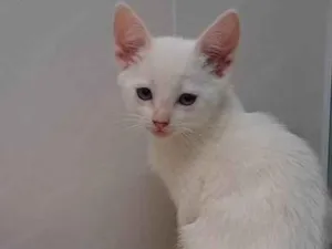 Gato raça SRD-ViraLata idade Abaixo de 2 meses nome Zandor