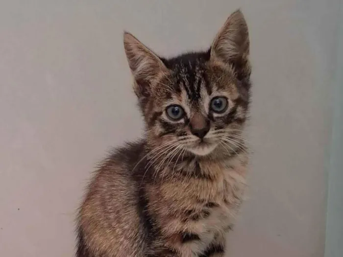 Gato raça SRD-ViraLata idade Abaixo de 2 meses nome Zara