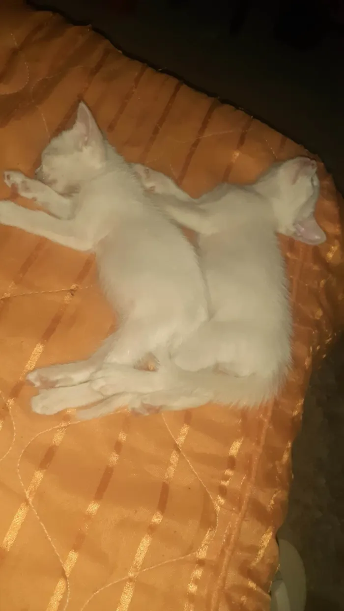 Gato ra a  idade Abaixo de 2 meses nome Sem nomes