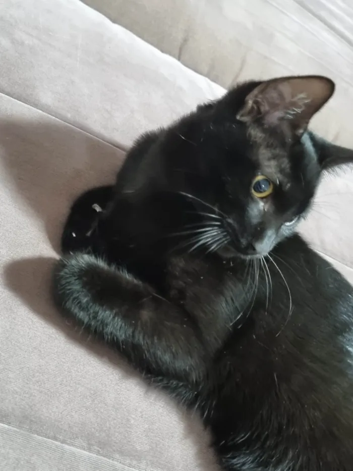 Gato ra a Srd idade 2 a 6 meses nome Panterinha Ronron