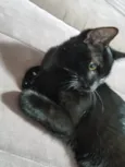 Panterinha Ronron