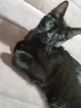 Panterinha Ronron