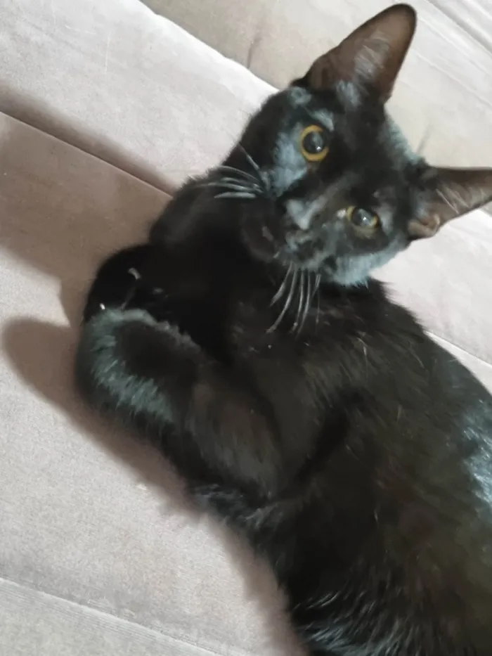 Gato ra a Srd idade 2 a 6 meses nome Panterinha Ronron