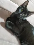 Panterinha Ronron