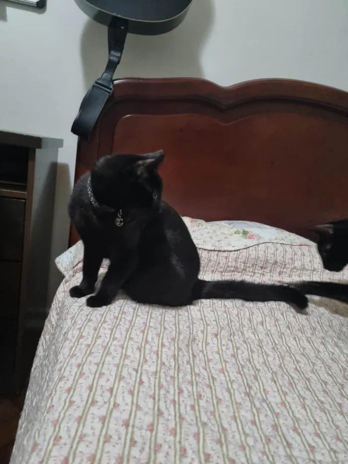 Gato ra a Srd idade 2 a 6 meses nome Panterinha Ronron