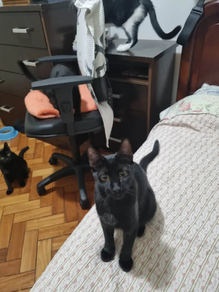 Gato ra a Srd idade 2 a 6 meses nome Panterinha Ronron