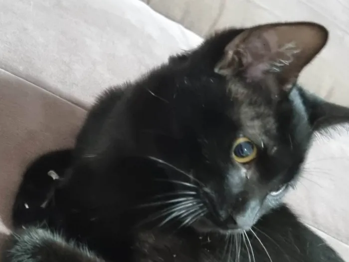 Gato ra a Srd idade 2 a 6 meses nome Panterinha Ronron