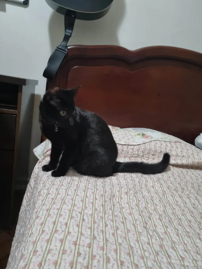 Gato ra a SRD-ViraLata idade 2 a 6 meses nome Misty
