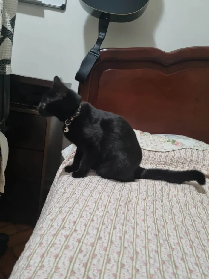 Gato ra a SRD-ViraLata idade 2 a 6 meses nome Misty
