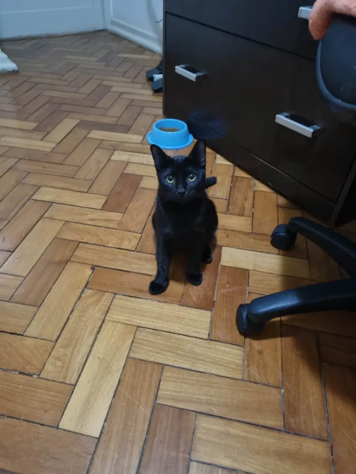 Gato ra a SRD-ViraLata idade 2 a 6 meses nome Misty