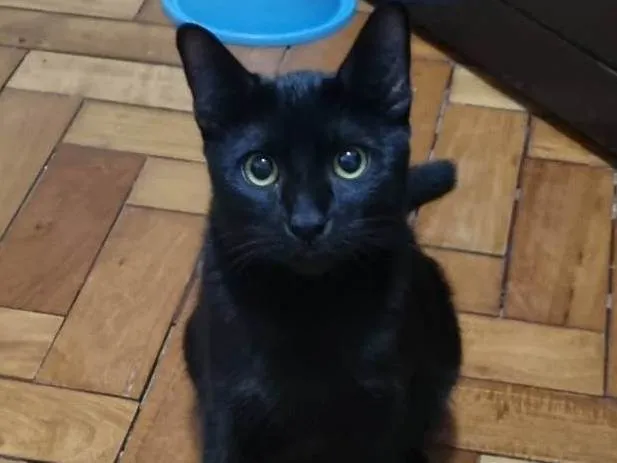 Gato ra a SRD-ViraLata idade 2 a 6 meses nome Misty