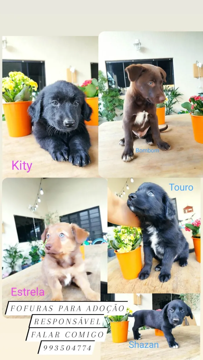 Cachorro ra a Border com Salsicha idade Abaixo de 2 meses nome Filhotes 