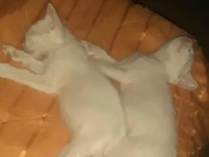 Gato raça  idade Abaixo de 2 meses nome Sem nomes