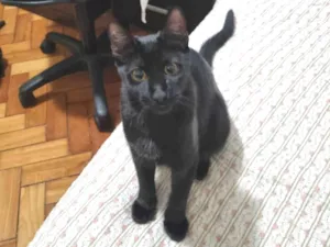 Gato raça Srd idade 2 a 6 meses nome Panterinha Ronron