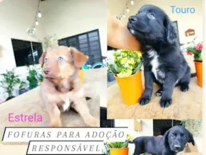 Cachorro raça Border com Salsicha idade Abaixo de 2 meses nome Filhotes 