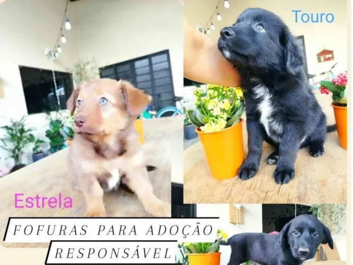 Cachorro ra a Border com Salsicha idade Abaixo de 2 meses nome Filhotes 