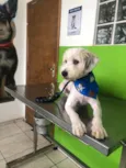 Cachorro raça mestiço poodle idade 7 a 11 meses nome Billy