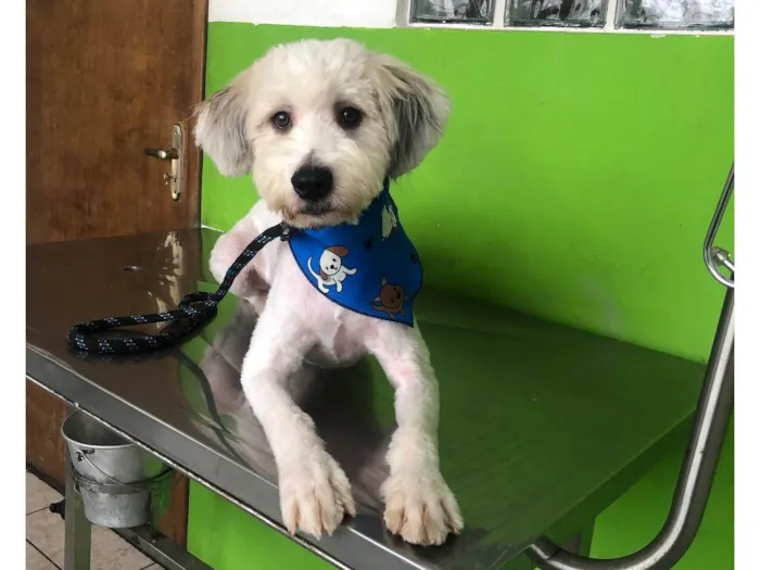 Cachorro raça mestiço poodle idade 7 a 11 meses nome Billy