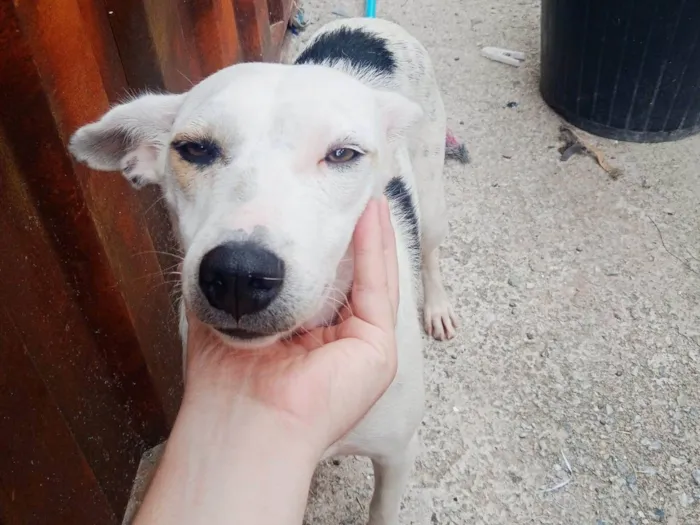 Cachorro ra a SRD-ViraLata idade 2 anos nome Pandora