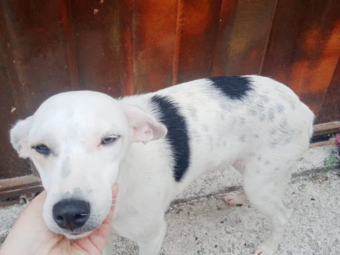 Cachorro ra a SRD-ViraLata idade 2 anos nome Pandora