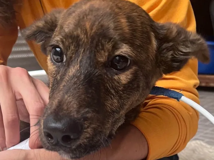 Cachorro raça SRD  idade 2 a 6 meses nome Mille