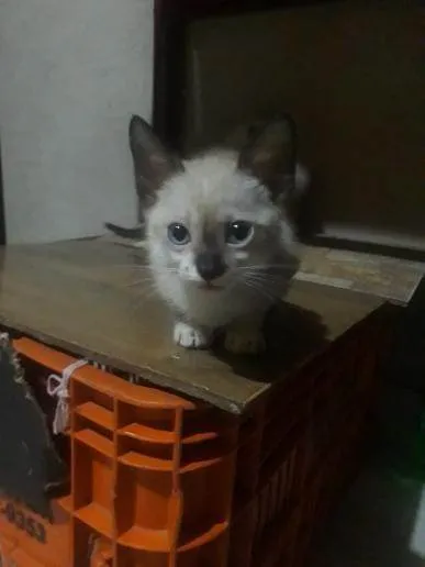 Gato ra a SRD-ViraLata idade 2 a 6 meses nome Sem nome