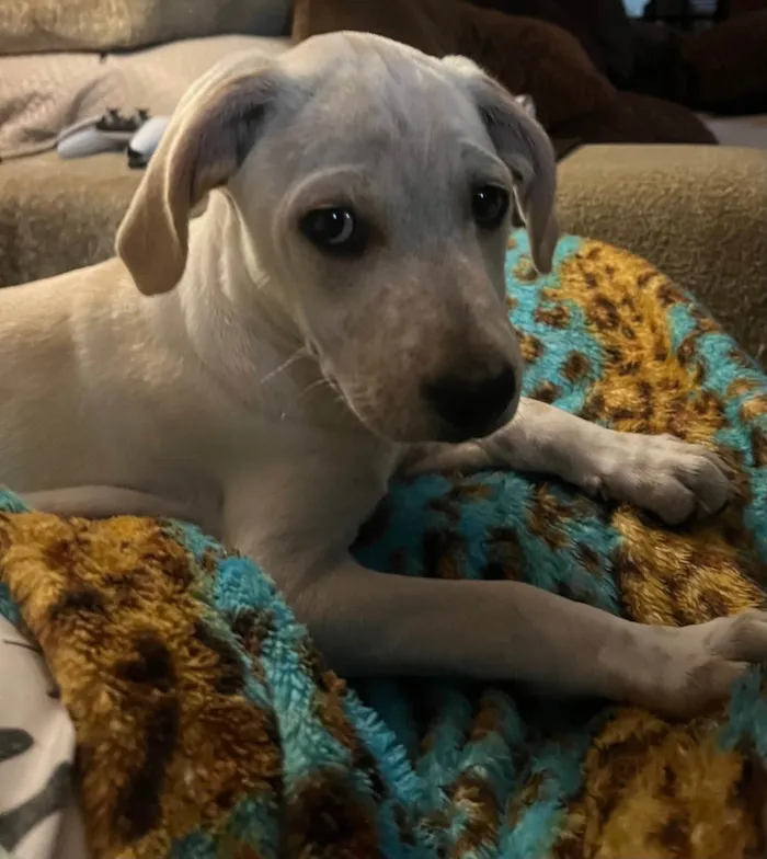 Cachorro raça SRD-ViraLata idade 2 a 6 meses nome Gaby