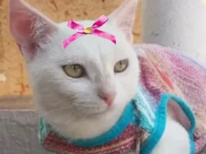 Gato raça Mestica  idade 7 a 11 meses nome Bella 