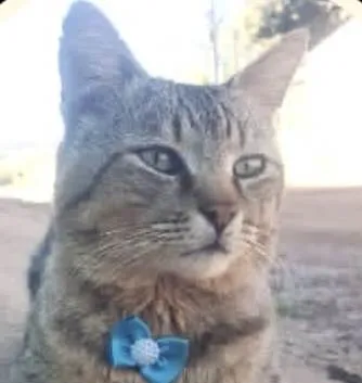 Gato ra a Mestico  idade 7 a 11 meses nome Zé 