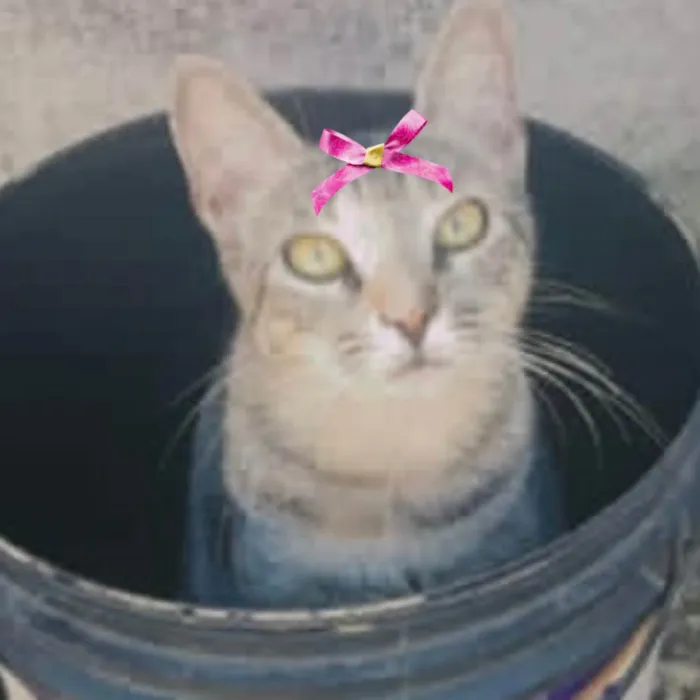 Gato ra a Mestica  idade 7 a 11 meses nome Lilica 