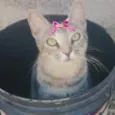 Lilica