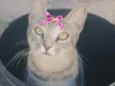Lilica